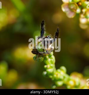 A captivating view of a Paraphidippus jumping spider, also known as the regal jumping spider, poised on a vibrant green plant. The spider's intricate Stock Photo