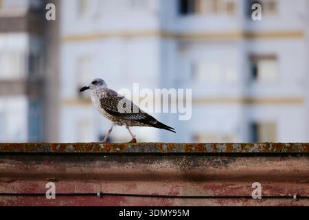 A solitary seagull with speckled feathers stands on a weathered urban rooftop. The background shows blurred city buildings, adding a serene yet bustli Stock Photo