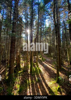 Sunlight streaming through tall pine trees along a forest trail in the Catskill Mountains of New York during early spring. Stock Photo
