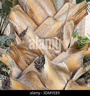 Textured bark of a palm tree trunk with cut branches Stock Photo
