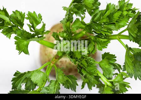 Celery stalks on a white background Stock Photo