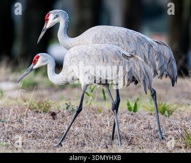 Sandhill crane Grus canadensis Antigone closeup portrait Florida wildlife Central Florida standing ground red crown adult bird & threatened species Stock Photo