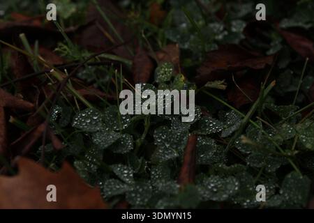 raindrops on the grass Stock Photo
