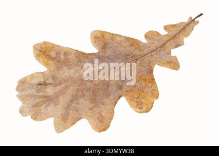 Autumn oak leaf isolated on white background Stock Photo