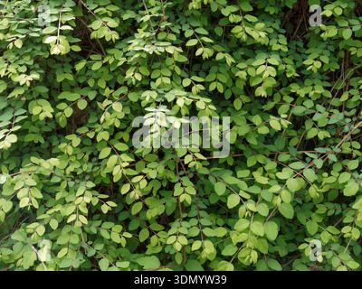 Background made form green leaves Stock Photo