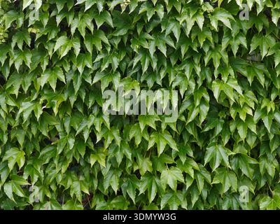 Background made form green leaves Stock Photo