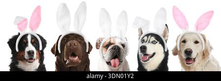 Cute dogs with Easter bunny headbands on white background Stock Photo
