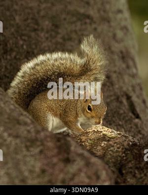 Close-up of an Eastern Gray Squirrel foraging and eating grain on a branch in Florida. High-quality wildlife photography for nature and organic themes Stock Photo