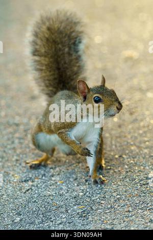 Wild squirrel standing on asphalt in a park in Florida. Concept of urban wildlife, nature adaptation, and environment in Lake Worth Beach. Stock Photo