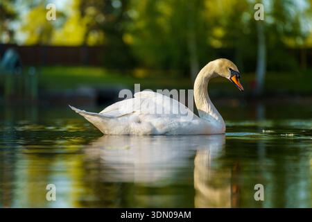 White Mute Swan bird swimming in a pond with reflection in Hollywood, Florida. Graceful nature scene representing purity and elegance. Stock Photo