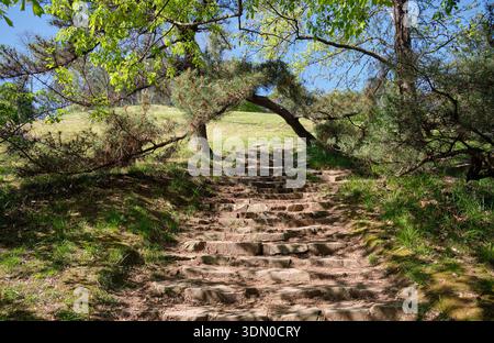 The view of Chinese red pine (Pinus tabuliformis) and Trident maple (Acer buergerianum) leaning over stone staircase in a Sochi Arboretum landscape. S Stock Photo