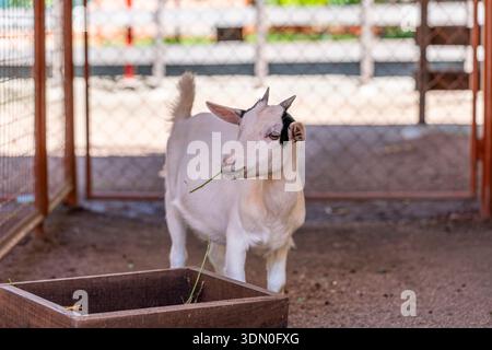 Nigerian Dwarf goat Capra aegagrus hircus feeding inside farm enclosure miniature livestock domestic animal rural habitat Stock Photo