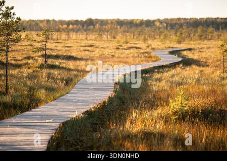 Ecological wooden trail walking path lying through autumn swamp peat bog in natural park at sunset. Stock Photo
