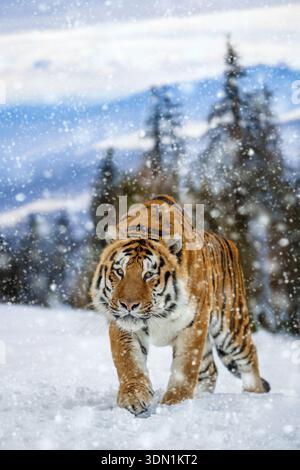 A tiger moves through a snowy area in a forest. Snowflakes fall around the tiger. The landscape shows trees in the background. The scene is set during Stock Photo