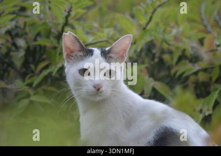 cuties cat in the garden Stock Photo