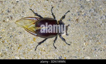 East Australian Rhinoceros Beetle (Xylotrupes australicus australicus) on sand at night with wings partially exposed under spotlight at Cape York. QLD Stock Photo
