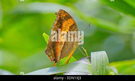 A brown and orange Ocellated Lurcher (Yoma algina) butterfly rests on a leaf in the sun at Julatten, Queensland, Australia Stock Photo