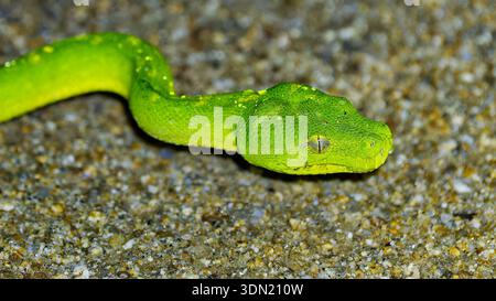 A close-up head image of a vibrant Southern Green Python (Morelia viridis) in sand at night at Iron Range, Cape York, Queensland, Australia Stock Photo