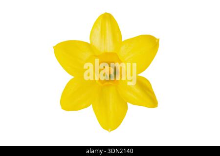 Single yellow daffodil flower isolated on white background. Spring narcissus flower head top view. Minimalist floral element for design, greeting card Stock Photo