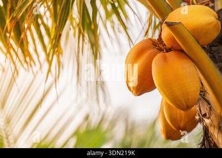 Yellow coconuts grow on a palm tree under the sun copy space. The fruit is visible hanging from the trunk. Green leaves surround the scene. It capture Stock Photo