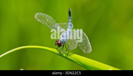 A blue Palemouth (Brachydiplax denticauda) dragonfly perched on a blade of grass in wetland in sun at Julatten, Queensland, Australia Stock Photo