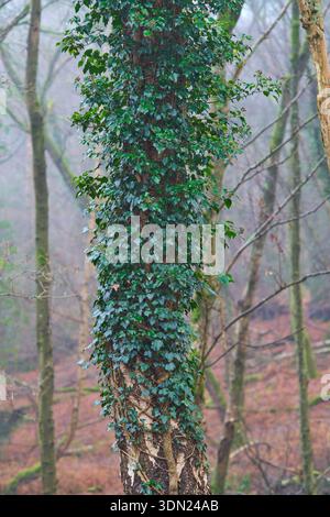 Ivy growing on a tree trunk in misty woodland. Stock Photo