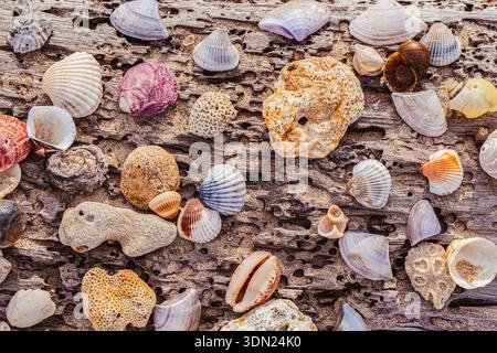 A simple, artistic composition: various seashells and shells found on a Thai beach, carefully laid out on a sun-bleached log against the backdrop of Stock Photo