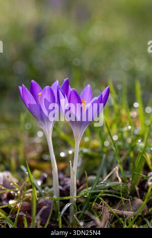 Crocus tommasinianus, Early Spring Crocus, growing in rough grass lawn Stock Photo