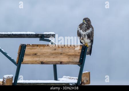 A buzzard perched in winter. Stock Photo