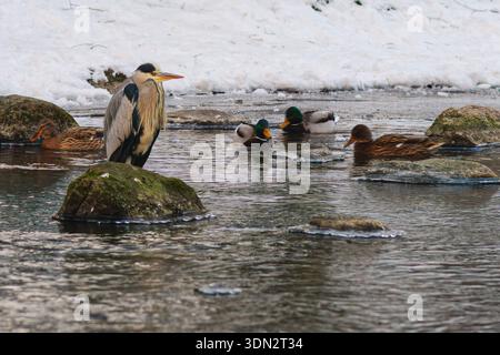 A striking grey heron stands amidst a group of mallard ducks in a flowing stream, with snow visible on the banks. The scene captures the resilience of Stock Photo