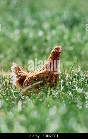 Free range welfare friendly hen chicken - egg layer. Outside in the grass pasture with freedom to roam and graze.  Outdoor Poultry farm unit Stock Photo