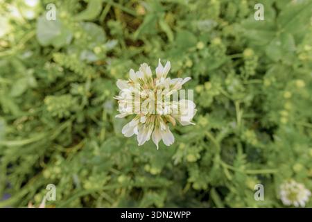 Top view of a white clover flower blooming on the garden of a farm, in the eastern Andean mountains of central Colombia near the Iguaque reserve Stock Photo
