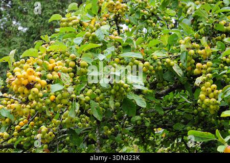 Apples growing at Glyndwr Vineyard. Stock Photo