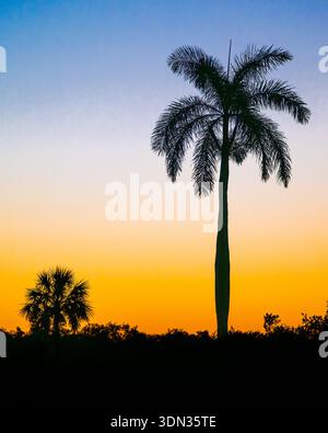 Palm tree tropical sunrise w/ colorful & vibrant orange blue sky dramatic golden hour silhouette for paradise island vacation & scenic landscape Stock Photo