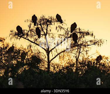 Birds sunrise roosting & perched in silhouette - orange yellow sky colorful dramatic dawn golden hour light for an Everglades National Park landscape Stock Photo