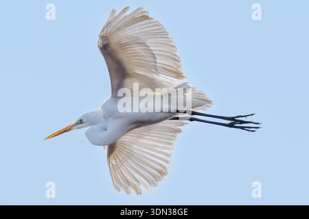 Great egret Ardea alba flying in flight in Everglades National Park Florida - white bird w/ wings spread soaring wetlands & wildlife birding Stock Photo