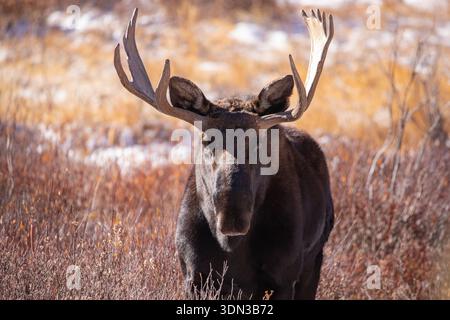 A close up of a Colorado bull moose in autumn with snow on the ground. Stock Photo
