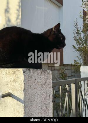 Black cat resting on stone fence near residential house, calm urban animal scene in warm evening light Stock Photo