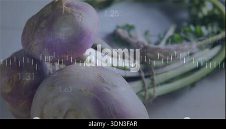 Showing three turnip bulbs resting on light table, with bundled stems, twine, waveform overlay Stock Photo