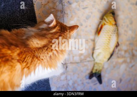 A top-down perspective of Odin Newman, the fluffy ginger and white cat, intently watching a realistic fish toy on a tiled floor. Stock Photo