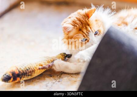 Odin Newman engages in an active play session, catching his fish toy with his paws while hiding behind a dark object. Stock Photo