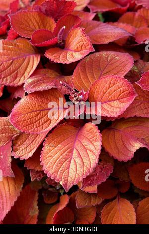 Coleus scutellarioides Campfire, compact shrub bearing vibrant red foliage forming a garden border. Also called Solenostemon scutellarioides Campfire. Stock Photo