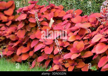 Coleus scutellarioides Campfire,  bearing vibrant red foliage forming a garden border summer bedding display. Solenostemon scutellarioides Campfire. Stock Photo