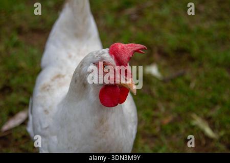 A free range White Legorn chicken Stock Photo