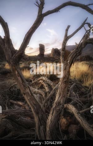 View of dry, twisted branches frame the golden landscape and distant volcanic rock formations under a soft, pastel sky, La Orotava, Canary Islands, Sp Stock Photo