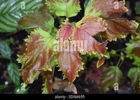 A type of coleus (Plectranthus scutellarioides), the 'Henna' variety, known for its vibrant foliage and heat tolerance, in a forest in St. Lucia. Stock Photo