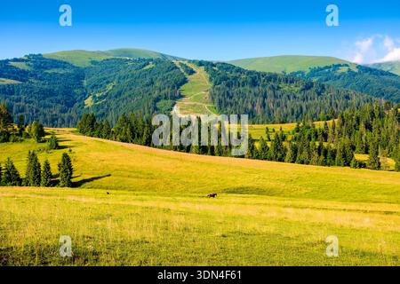 mountain field in summer. grass on the rolling hills of beautiful landscape with green meadows under blue sky. countryside scenery of ukraine on sunny Stock Photo