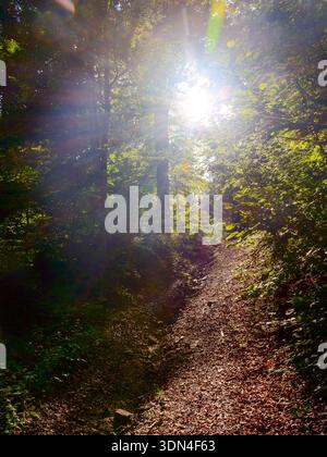 path through forest in summer. trail in thick wood. beautiful woods landscape of nature park. scene with narrow empty footpath for hiking surrounded b Stock Photo