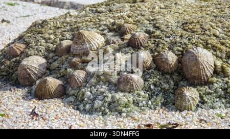 A close-up view of common limpets (Patella vulgata) clustered on a wet, rocky surface at low tide, showcasing marine life detail. Stock Photo