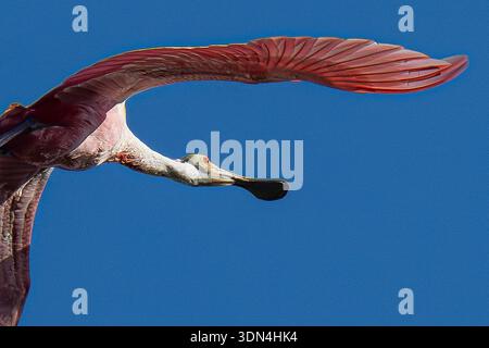 Roseate spoonbill - Platalea ajaja - a pink wading bird in Everglades National Park Florida - flying over wildlife wetlands & habitat Stock Photo